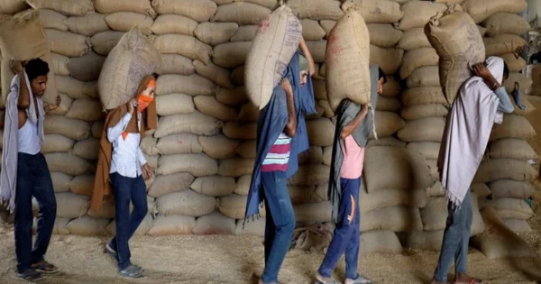 india’s wheat