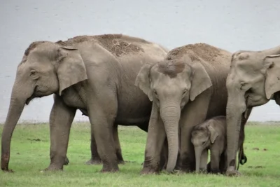odisha and eastern ghats elephan