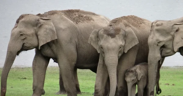 odisha and eastern ghats elephan
