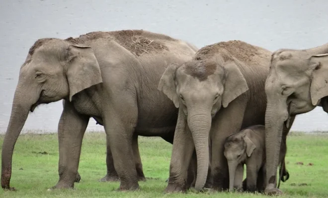 odisha and eastern ghats elephan