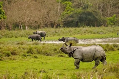 pm modi marks world rhino day