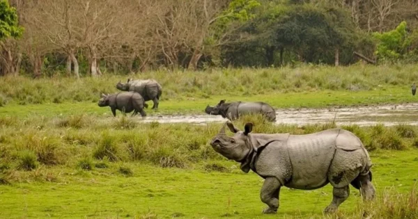 pm modi marks world rhino day