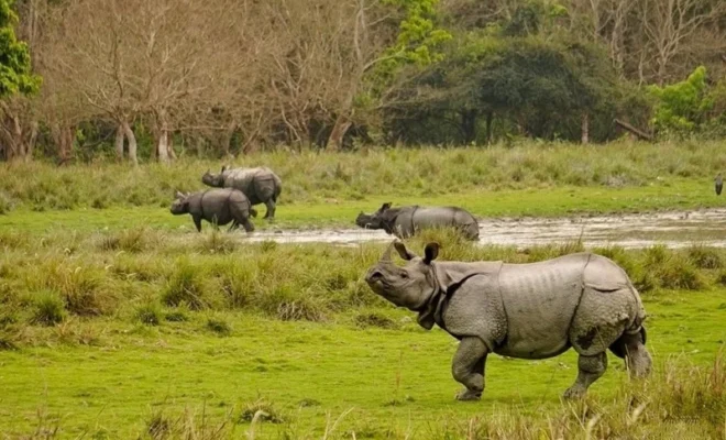 pm modi marks world rhino day