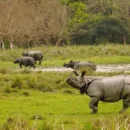 restoring india’s terai