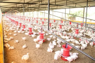 bird flu confirmed