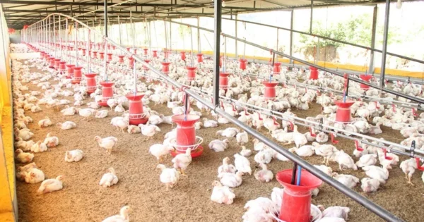 bird flu confirmed