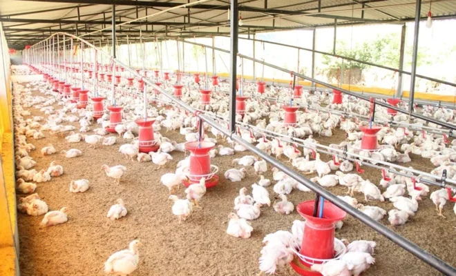 bird flu confirmed