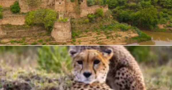 madhya pradesh kuno incident high level probe ordered after 19 month old cheetah dies of gunshots