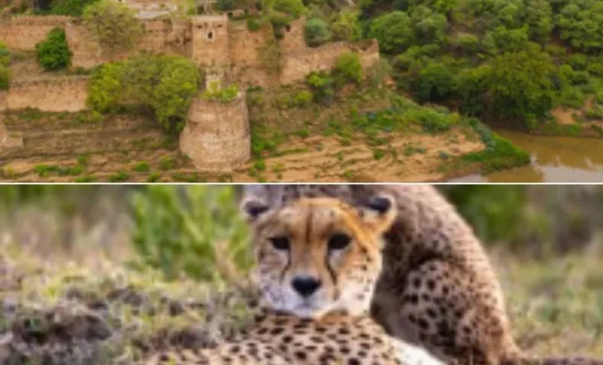 madhya pradesh kuno incident high level probe ordered after 19 month old cheetah dies of gunshots
