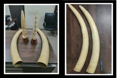 major anti poaching drive