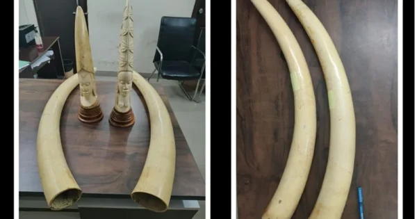 major anti poaching drive
