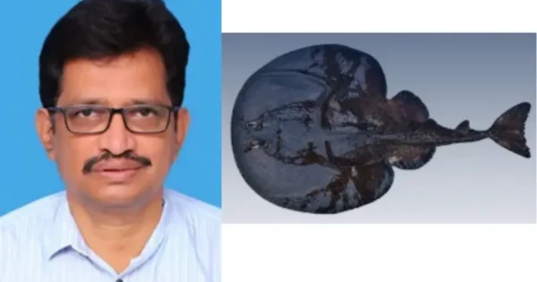 new electric ray species discovered in arabian sea scientists name it tetronarce ramanamurthyi