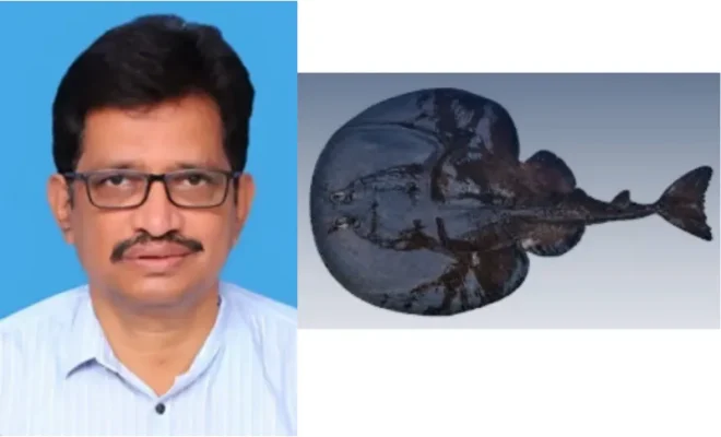 new electric ray species discovered in arabian sea scientists name it tetronarce ramanamurthyi