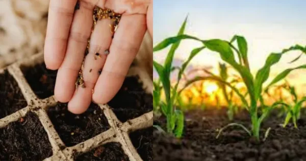 oped unregulated genetically engineered seeds and shrinking crop diversity why india needs a cautious overhaul